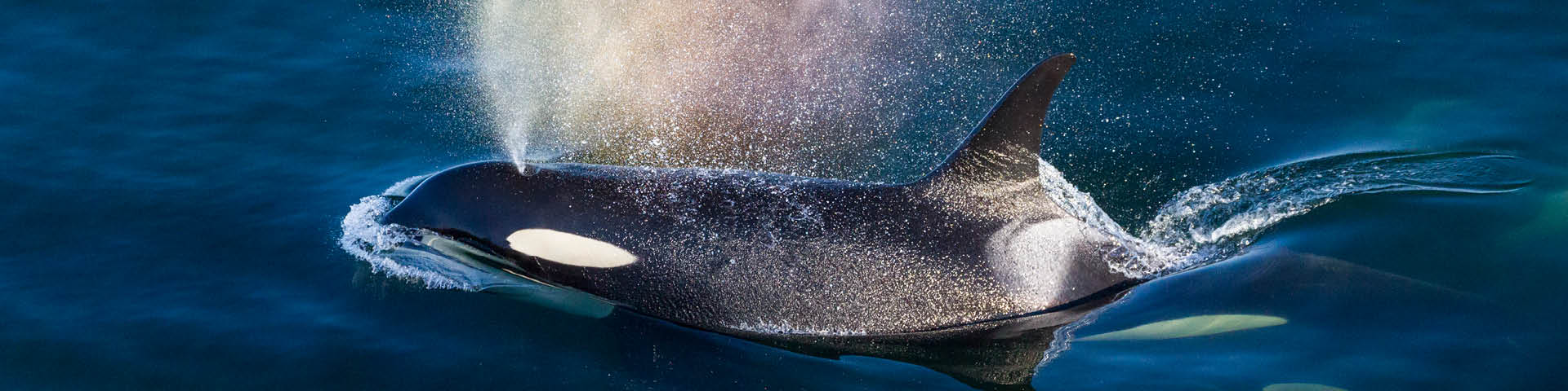 A killer whale swims through the ocean with a blow that makes a rainbow