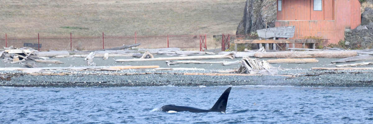 A killer whale swimming in front of a beach and boat house.