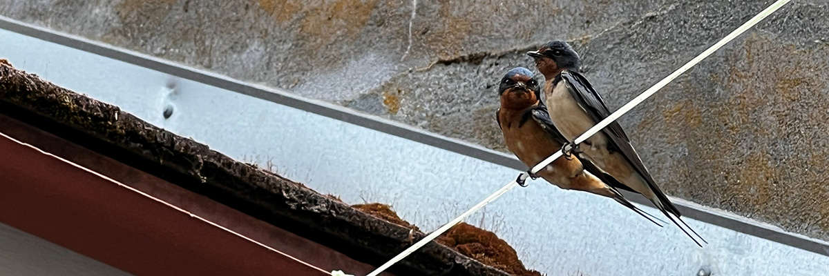 Two Barn Swallows perched