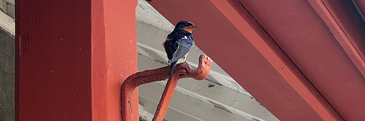 A Barn Swallow perched on a red metal bar.