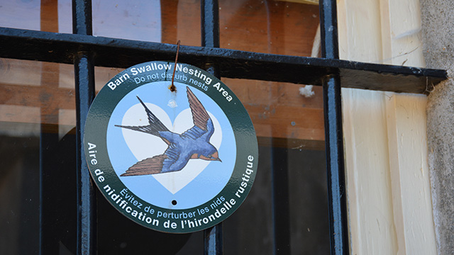 A sign with a drawing of a Barn Swallow saying Barn Swallow Nesting Area, Do not disturb nests.