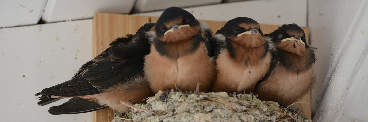 Close-up of four Barn Swallow chicks on a nest.