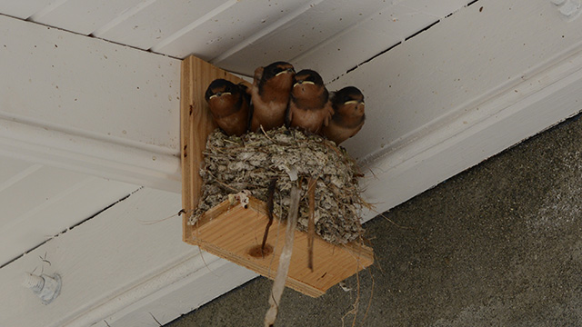 Four Barn Swallow chicks on a nest.