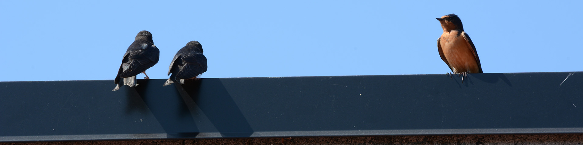 A Barn Swallow and its chicks are perched on a ledge.