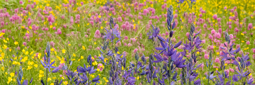 Blooming Camas Lilies in the Garry Oak Learning Meadow.