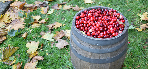 Barrel of cranberries.