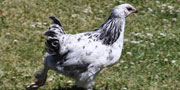 Bet on the bird with the most pluck at the fort’s “world class chicken races.” 