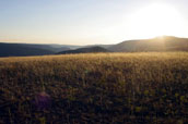 Caribou goldfields, British Columbia