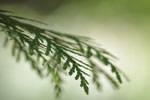 Ancient Forest