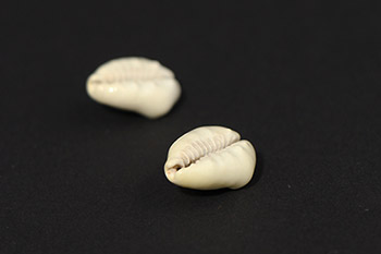 Close up of off-white shells with its sides curled in. 
