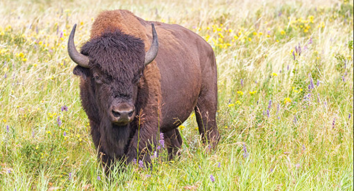 Un bison dans la prairie.