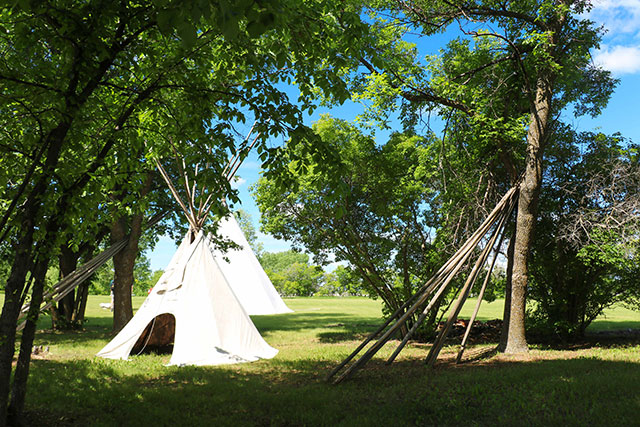Two white tipis are seen amongst a row of trees.