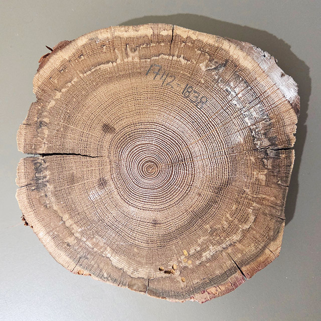 A closeup of a piece of a tree stump with white talc on a triangular section of it from the centre outwards to the bark.