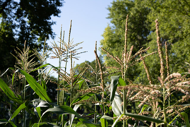 A closeup of thin green stalks rising above green leaves.