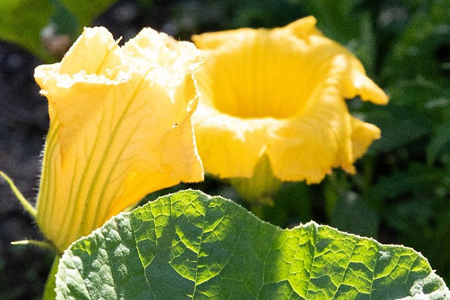 A closeup of large yellow-orange flowers in the background and a wide green leaf in the foreground.