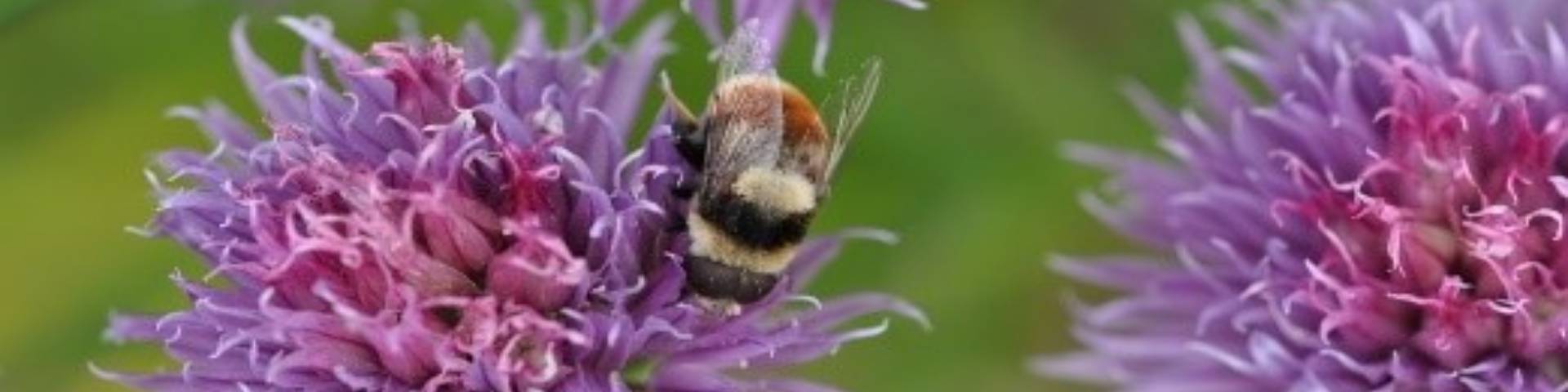 une abeille sur une fleur