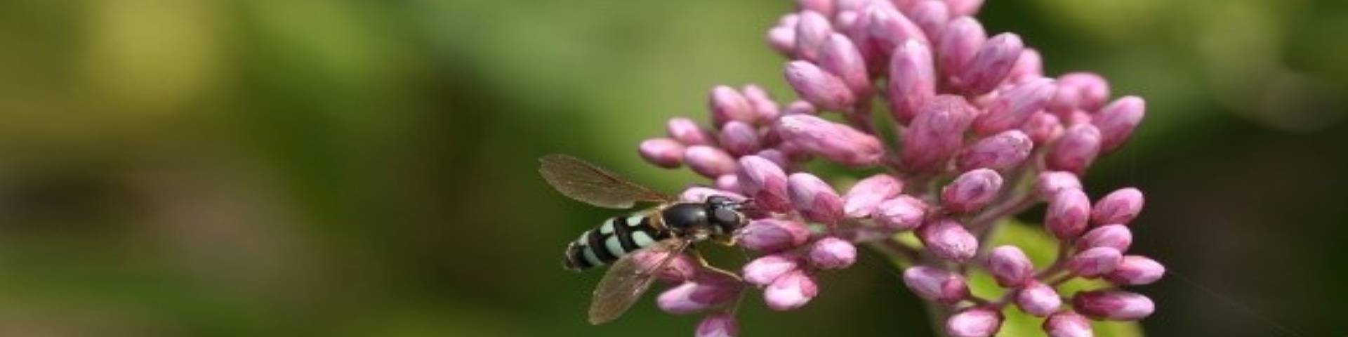 une abeille sur une fleur