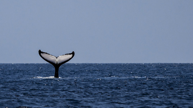 a whale tail poking out of the water
