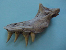 jawbone of a monkfish