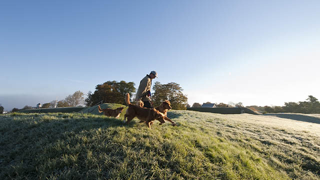 A visitor walks with three leashed dogs along the grassy perimeter trail at Fort Anne National Historic Site.