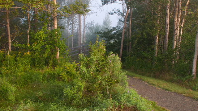 Trail through a forested area. 