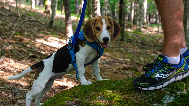 Une personne promenant un chien en laisse.