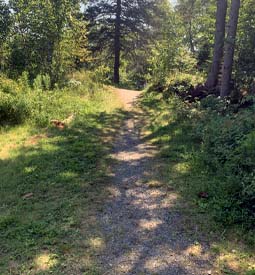 Chemin montant à travers la forêt, fait de pierres concassées, de terre et d’herbe.