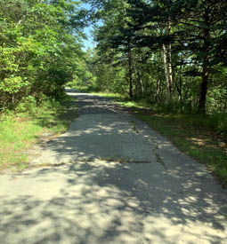 Sentier asphalté à travers la forêt.