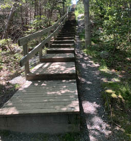 De larges marches en bois menant au sommet d’une colline dans la forêt.