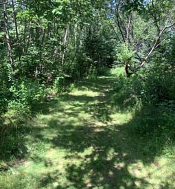 Sentier couvert d’herbe à travers une forêt.
