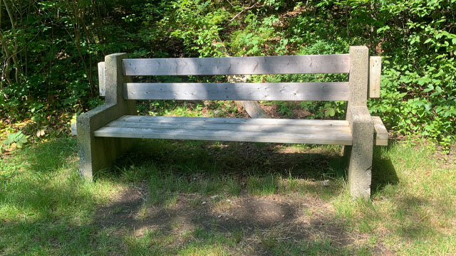 A shady bench next to the grass-covered trail.