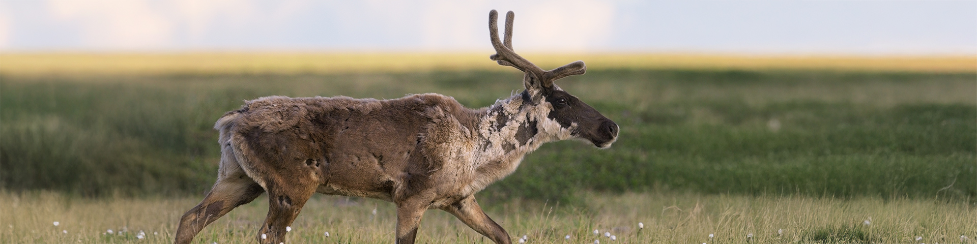 Observation de la faune 