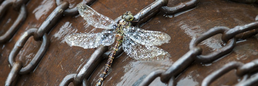 Dragonfly