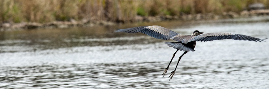 Great Blue Heron