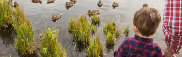 A child looking at ducks in a pond.