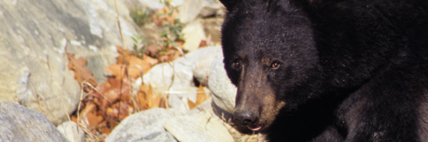 An american black bear