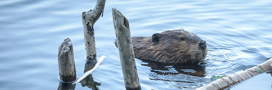 A beaver in the water.