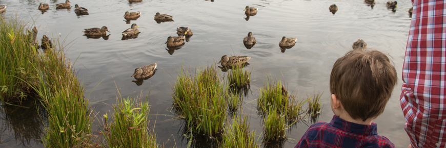 Un jeune garçon regarde des canards dans un ruisseau.