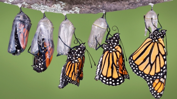 Monarch emerging from chrysalis