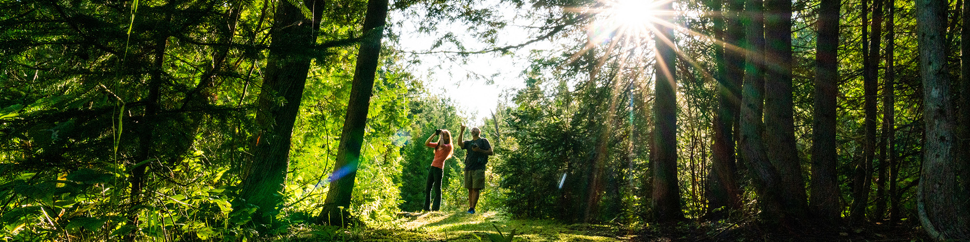 Visitors walking through the woods.