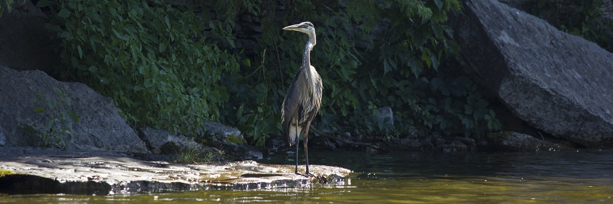 Great Blue Heron