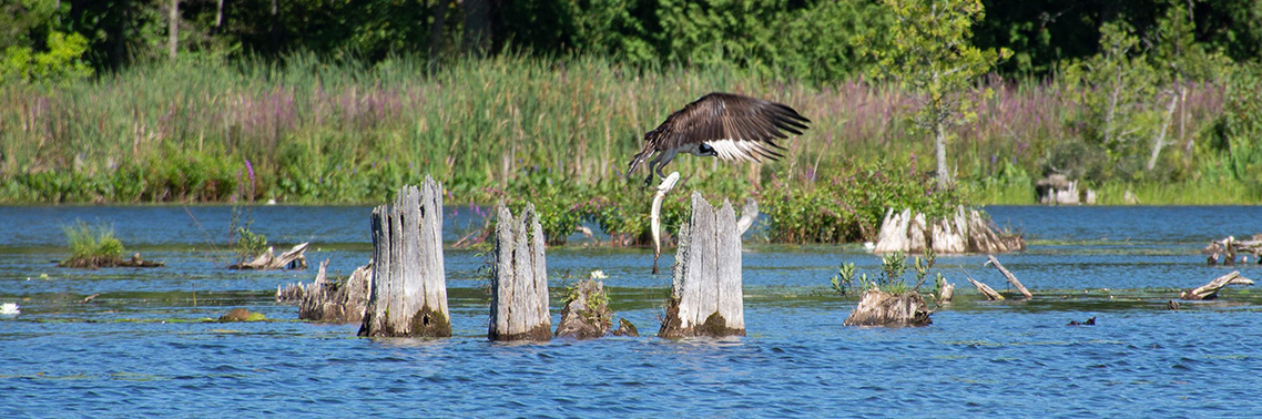 A bird of prey catching a fish
