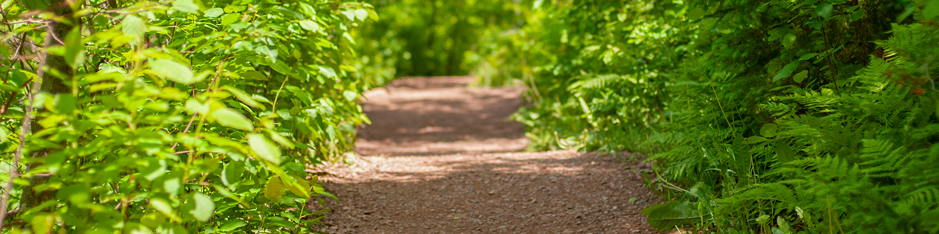 a sun soaked trail at Green Gables