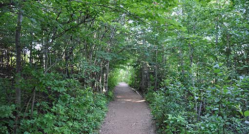 The beginning of the Haunted Wood Trail with many lush green trees at Green Gables Heritage Place.