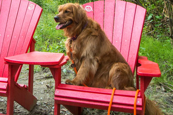 Chien assis sur une chaise rouge de Parcs Canada
