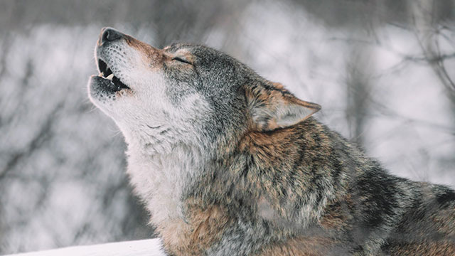 Loup qui hurle