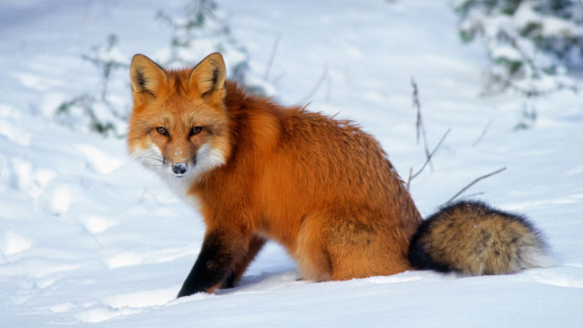 Un renard roux assis dans la neige.