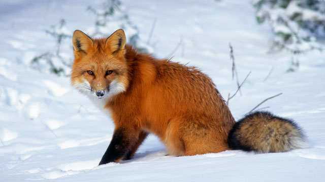 A red fox sitting in the snow.