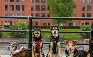 Plusieurs chiens en laisse, assis au bord du canal de Lachine