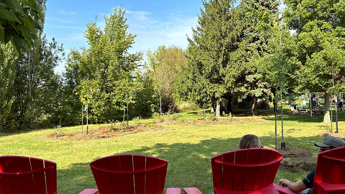 Red Adirondack chairs facing an area of freshly planted trees.